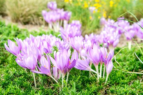 Autumn Crocus: Plant Care & Growing Guide