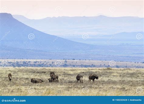 Black Wildebeest Herd in Grassland Stock Photo - Image of group, grass: 150232424