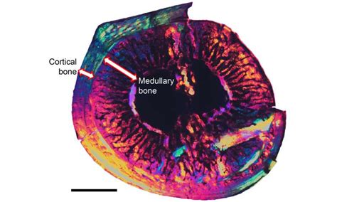 Medullary bone found in Cretaceous birds