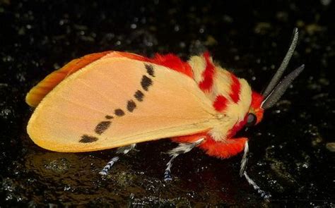 Flannel Moth, Trosia sp. | Flannel moth, Moth, Insects