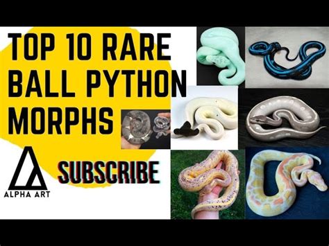 Rare Ball Python Morphs