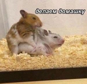 Create meme "fun with hamsters, hamster selfie, funny hamster ...