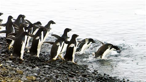 As Climate Change Reshapes the Antarctic, These Animals Might Fall First | NOVA | PBS