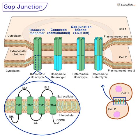 Gap Junctions - Definition, Structure, Functions, and Diagram