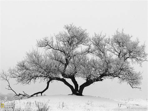 a lone tree in the middle of a snowy field