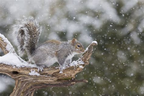 Best Time to Hunt Squirrels in Winter - Old Oak Syndicate