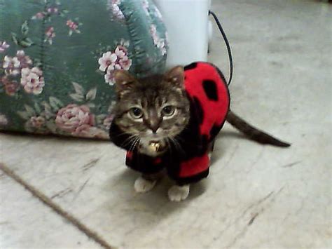 PEEBLES_IN_A_COAT | Mr. Peebles, world's smallest cat, in a … | Flickr