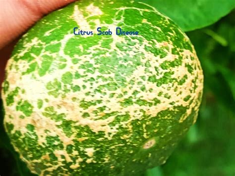 Citrus Scab | Fast & Instant Methods For Disease Control