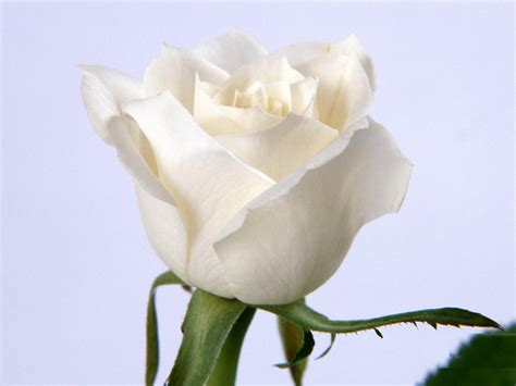 White Rose Flowers Wallpapers - Entertainment Only