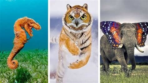 15 Crazy Hybrid Animals That Will Make You Scratch Your Head