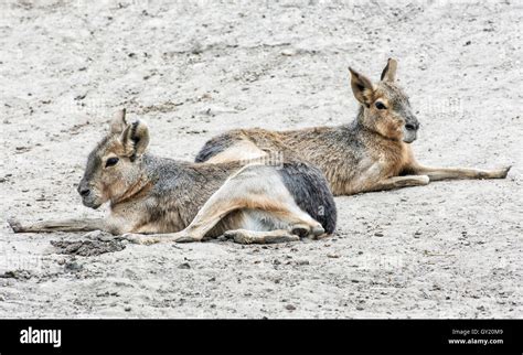 Patagonian mara pet hi-res stock photography and images - Alamy