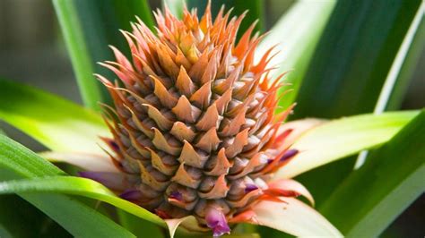 Pineapple - Fibonacci spirals | Fractals in nature, Fibonacci spiral ...