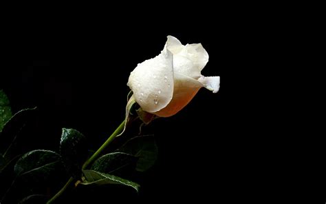 White Rose 4k HD Wallpapers - Wallpaper Cave