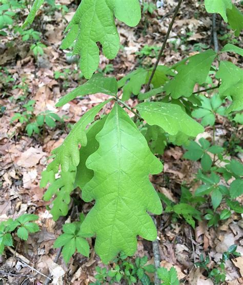 Monticello Park Plants - White Oak