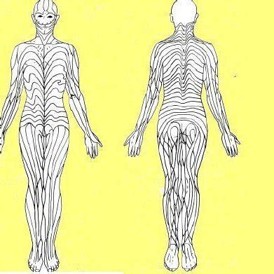 Broad band pattern of lines of Blaschko | Download Scientific Diagram