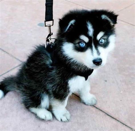 Baby Husky With Blue Eyes | Cute husky puppies, Blue eyed husky puppy ...