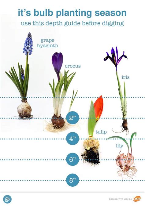 Spring Bulbs Planting Guide - Garden Plant