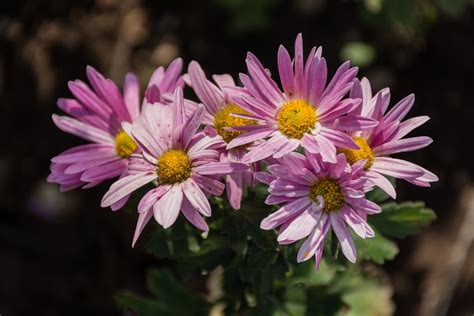 Chrysanthemums Autumn Flowers - Free photo on Pixabay