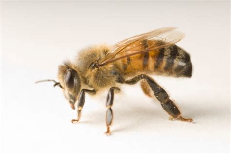 Mysterious "zombie bee" scourge reaches new state - CBS News