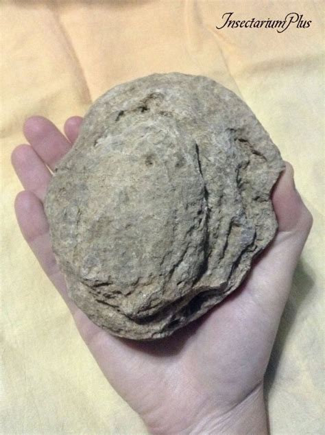 Anthozoa Fossils - The Fossil Forum