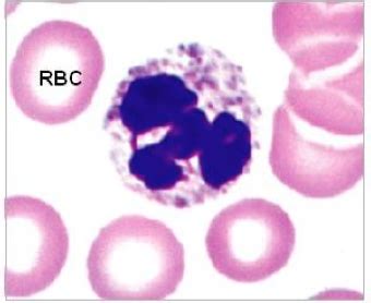 Histology (LM): Peripheral Blood Smear Flashcards | Quizlet