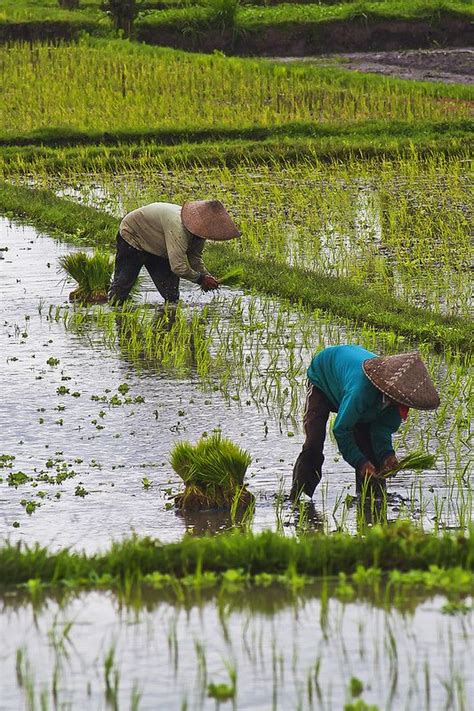 Img_6871 farmers planting rice seedlings – Artofit