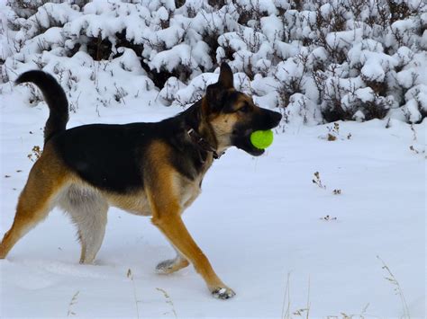 German Shepherd Puppies Playing In Snow - Pets Lovers