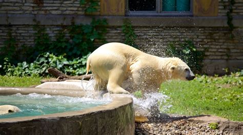 Buffalo Zoo in North Buffalo - Tours and Activities | Expedia.ca