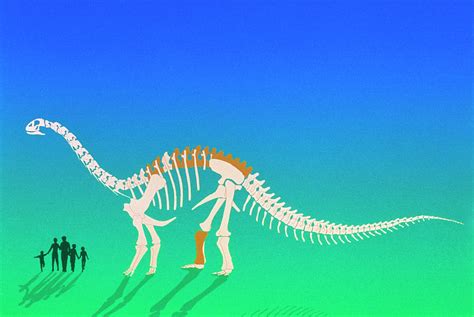 Artwork Of Argentinosaurus Dinosaur Skeleton Photograph by Mehau Kulyk ...