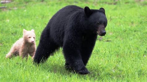 Rare white bear cub spotted in Whistler | CBC News