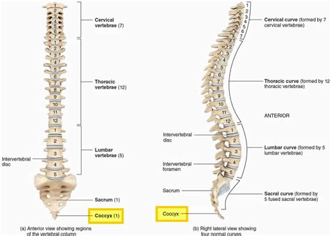 Coccyx bone anatomy, tailbone pain, fractured tailbone & treatment