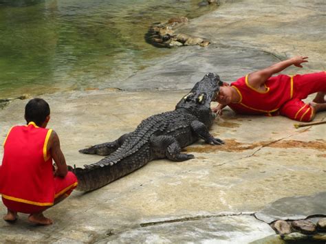 Crocodile Farm - Taxi Service from Bangkok to all destinations in Thailand