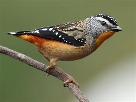 Spotted Pardalote - eBird | Australian native birds, Australian native animals, Nature birds