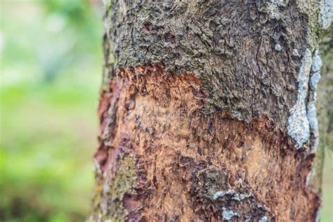 Cinnamon Tree Bark Taken on Plantation, Malaysia Stock Image - Image of asia, island: 121261017