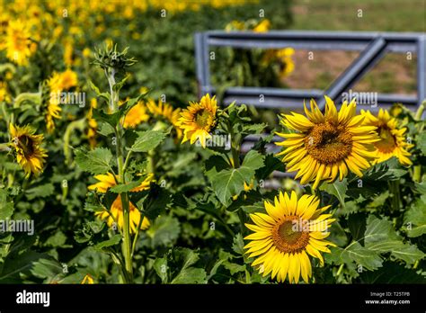 State flower kansas hi-res stock photography and images - Alamy