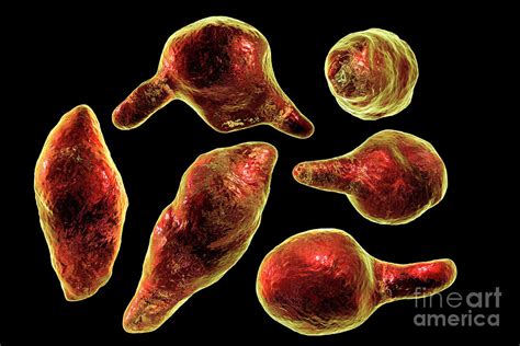 Mycoplasma Genitalium Bacteria Photograph by Kateryna Kon/science Photo ...