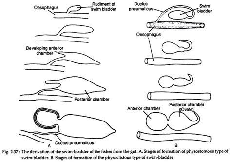 Swim-Bladder in Fishes | Zoology