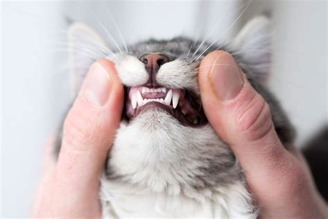 Cat Dental Exams: What You Need to Know About Cat Teeth Cleaning ...