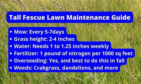 Tall Fescue Lawn Maintenance Guide