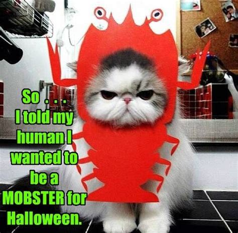 Halloween mishap | Funny Memes | Pinterest | Cats, Halloween and This weekend