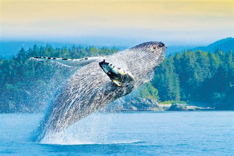 Treasures of the Inside Passage: Alaska and British Columbia - Alaska Small Ship Cruise ...