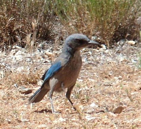 24 best Sonoran Desert Wildlife images on Pinterest | Desert animals, Deserts and Desert life