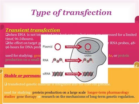 Transfection method