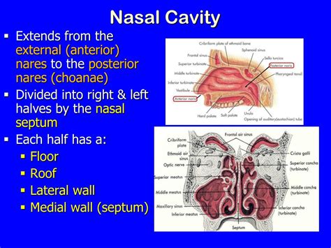 PPT - Nose, Nasal cavity & Paranasal Sinuses PowerPoint Presentation ...