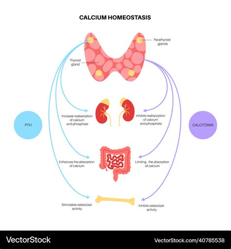 Calcium homeostasis diagram Royalty Free Vector Image