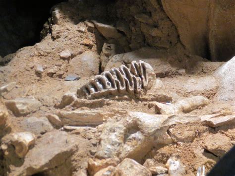 An Elephant Tooth in Joint Mitnor Cave © Chris Reynolds :: Geograph ...