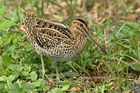 Common Snipe, Great Snipe and Eurasian Woodcock photo ID guide - BirdGuides