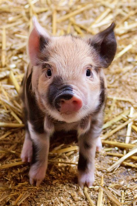 Cute Piglet - Baby Pigs In A Barn - - - Tip, Adorable Baby Pigs HD ...