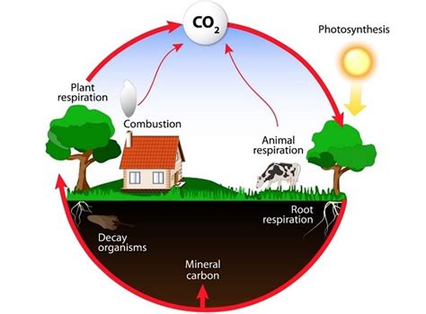 Energy Flow in Ecosystem