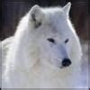 White Wolf - Wolves Icon (1451012) - Fanpop